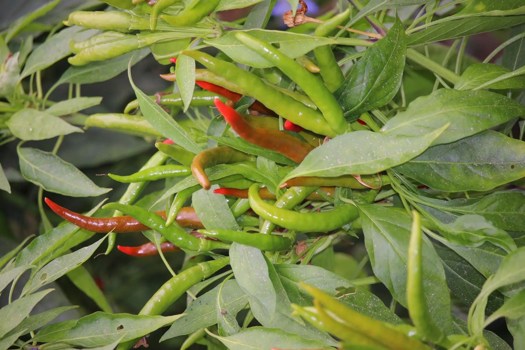 piments