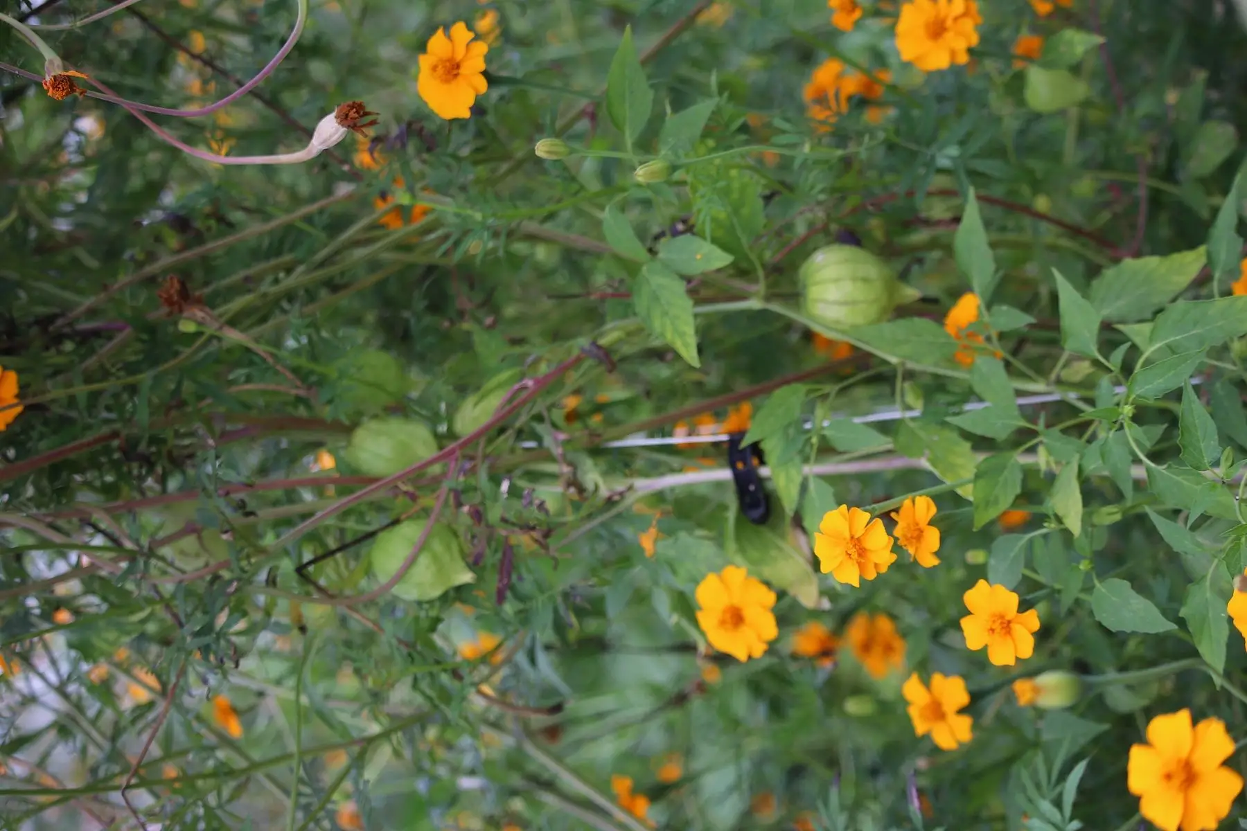 barquettte de tomatillo, verts, à maturité ou en mélange