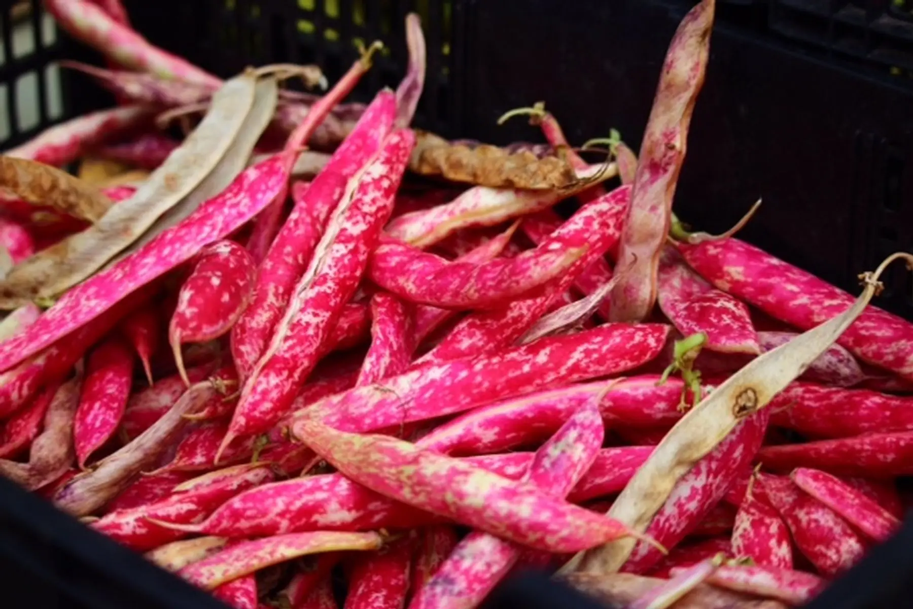 haricots grains à écosser