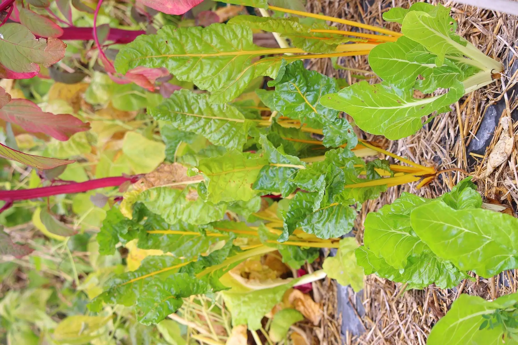 blettes toutes variétés