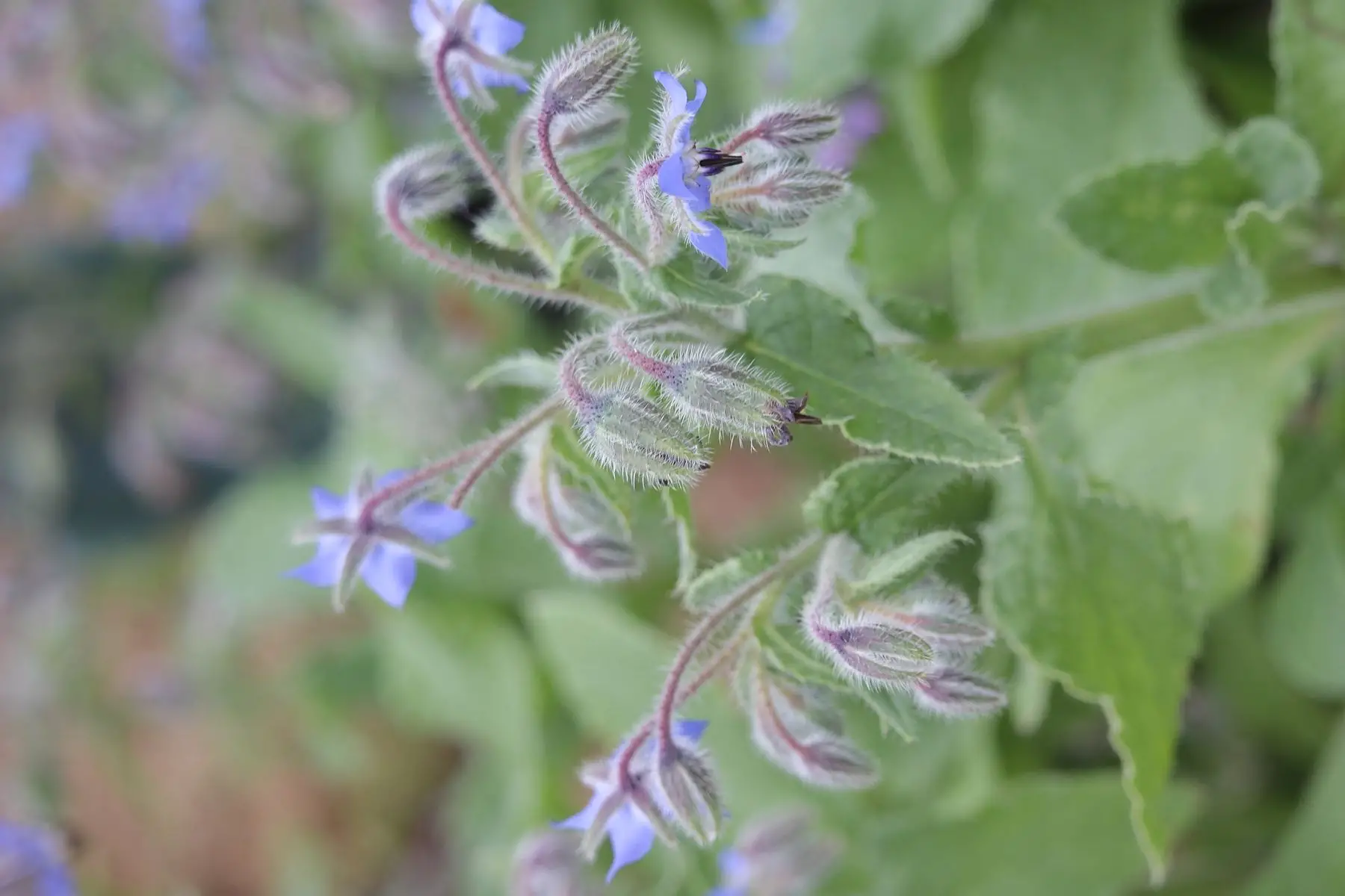 barquette de bourrache