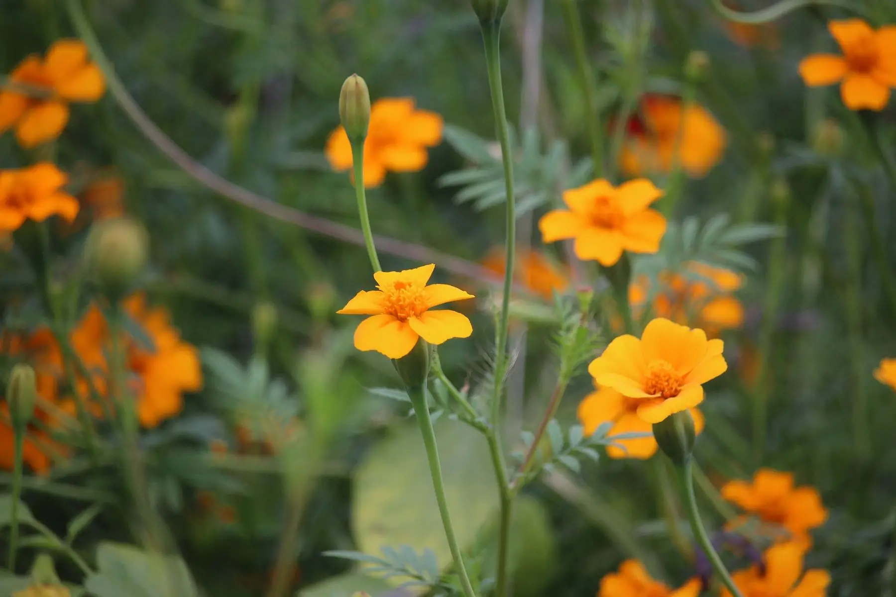 barquette de fleurs tagete