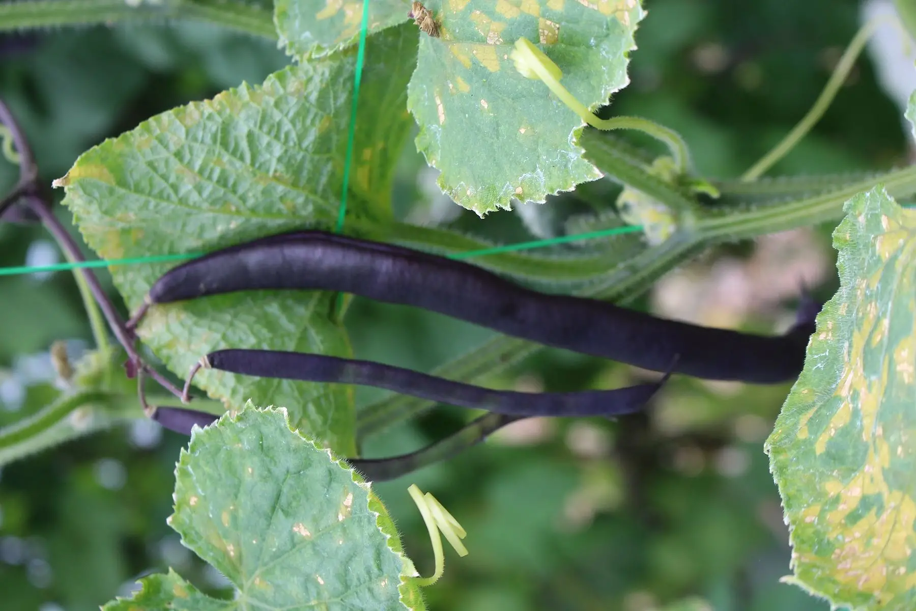haricots mangetout verts et violets