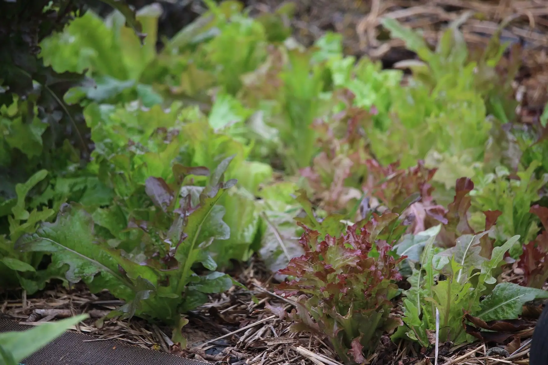 mesclun des 4 saveurs