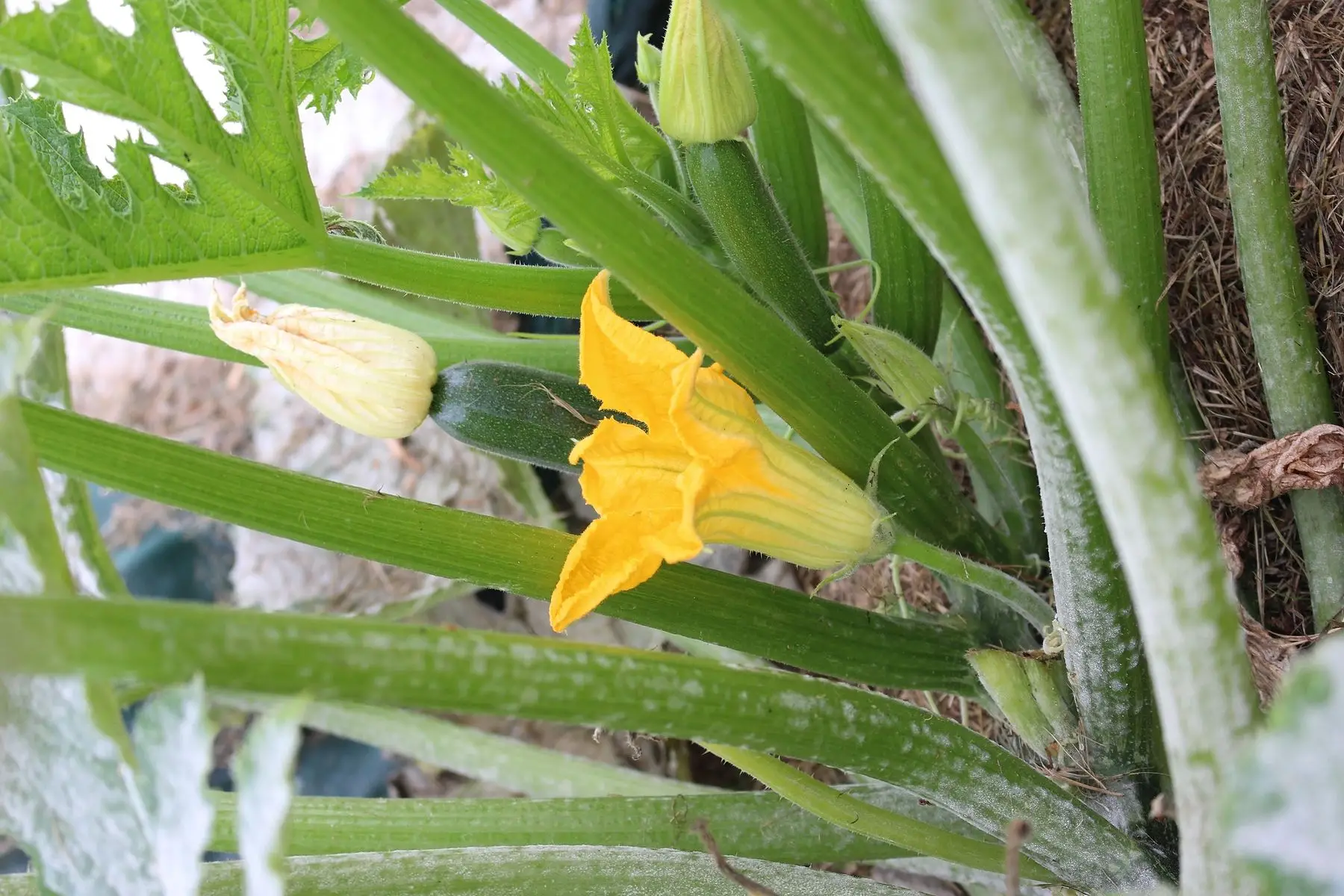 barquette fleurs de courgettes