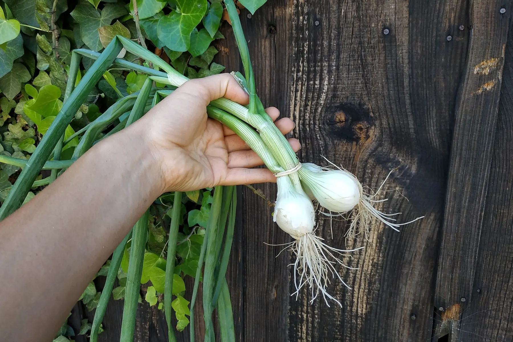 oignon blanc nouveau