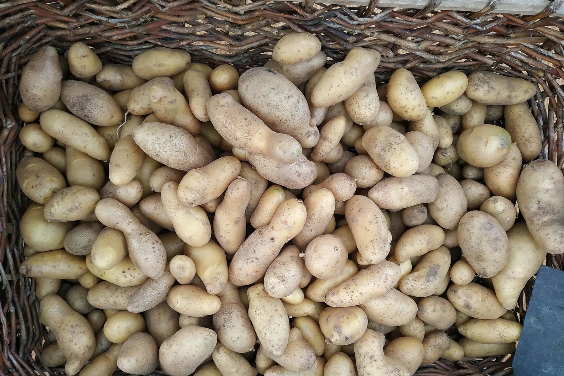 sachets de 10 kg pdt