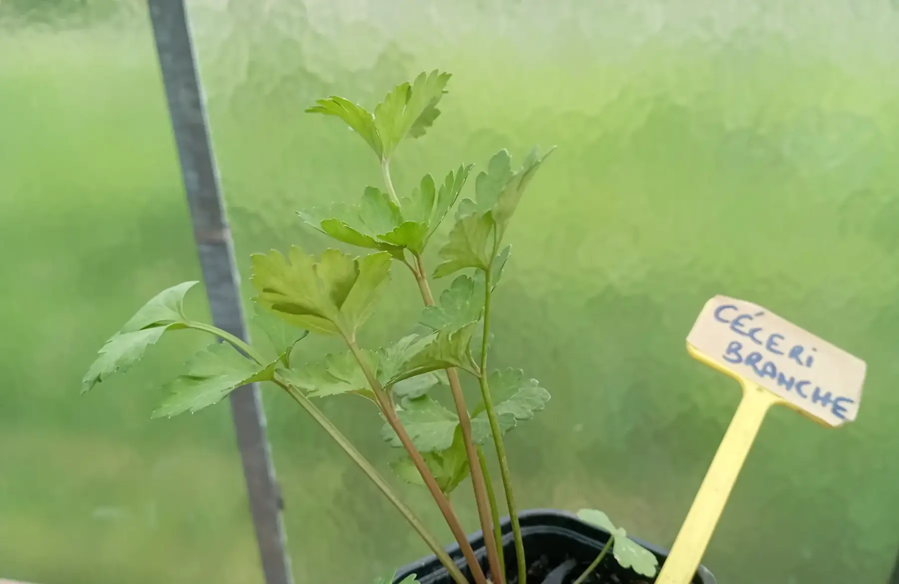 plant de céleri branche