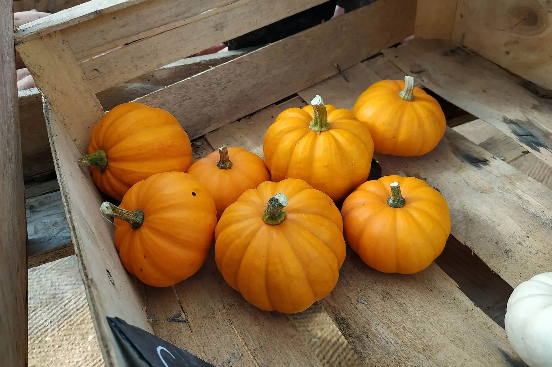 courge jack be little