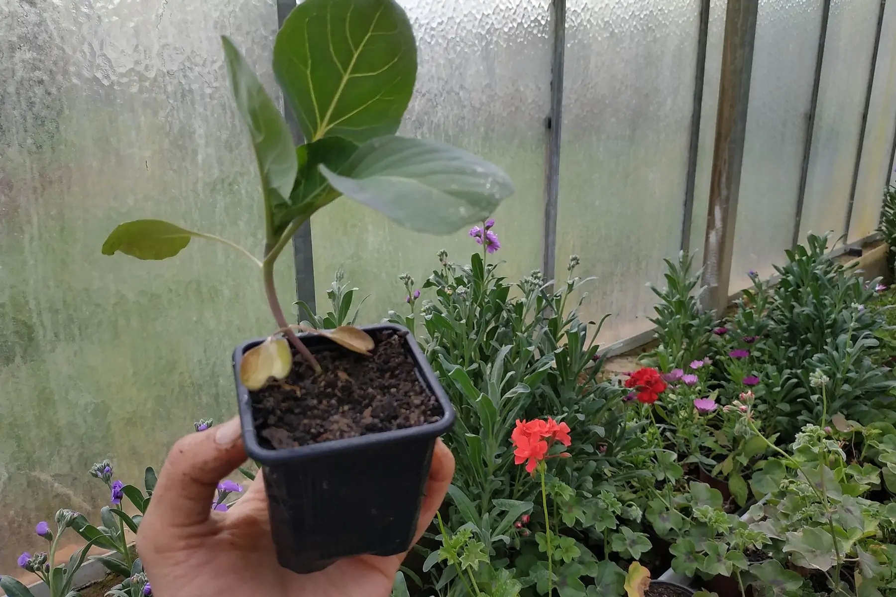 plant de choux fleur brocolis cabus blanc et rouge