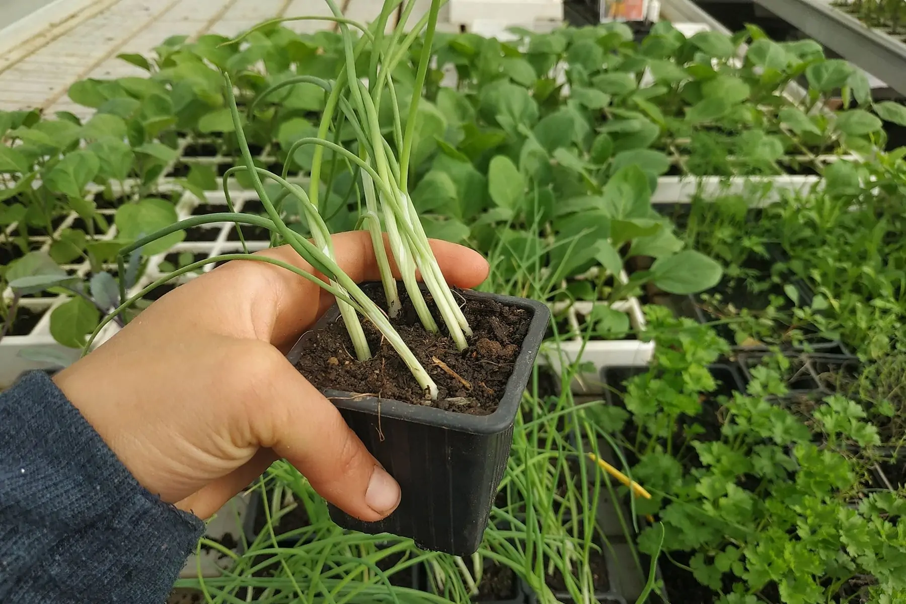 plant d'oignons blanc x6