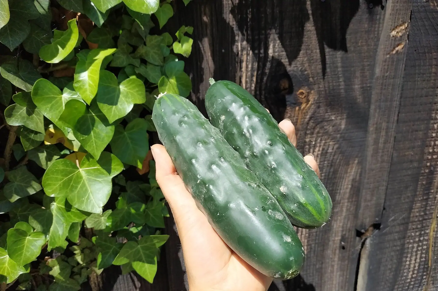 concombre variété le généreux