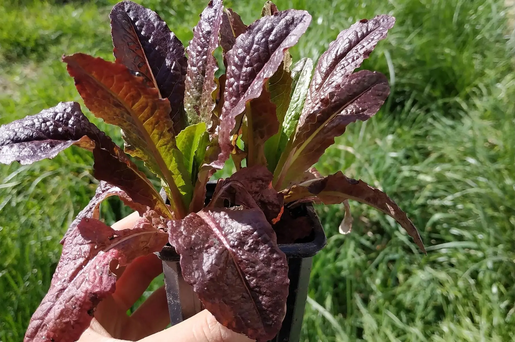 plant laitue romaine x10