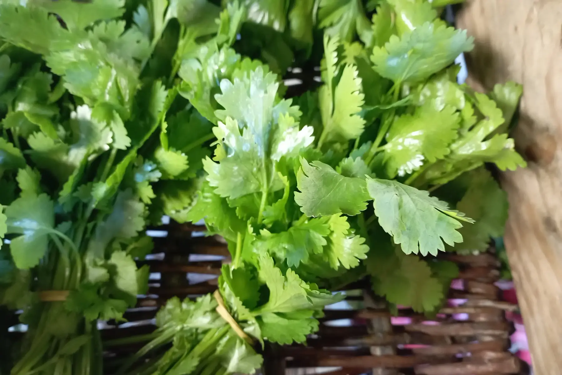 bouquet de coriandre