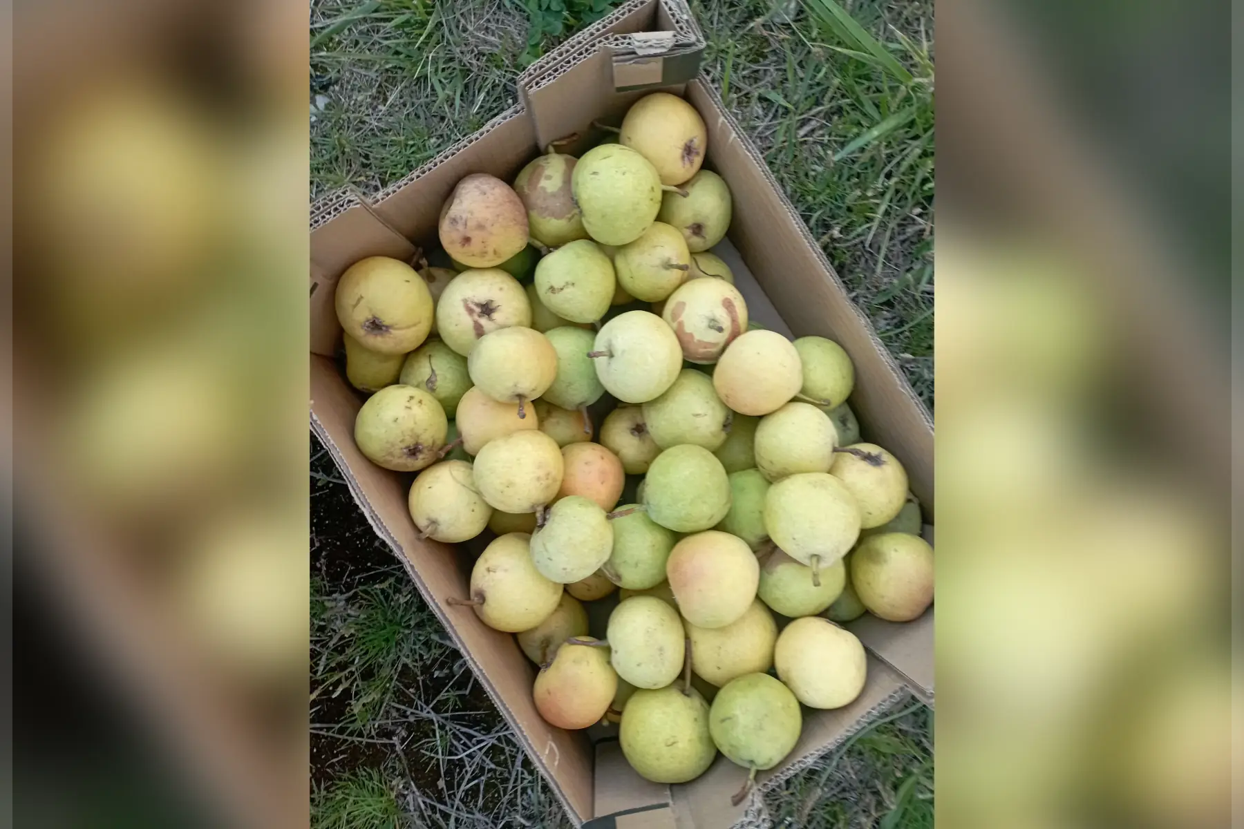Poires à cuire en caissette