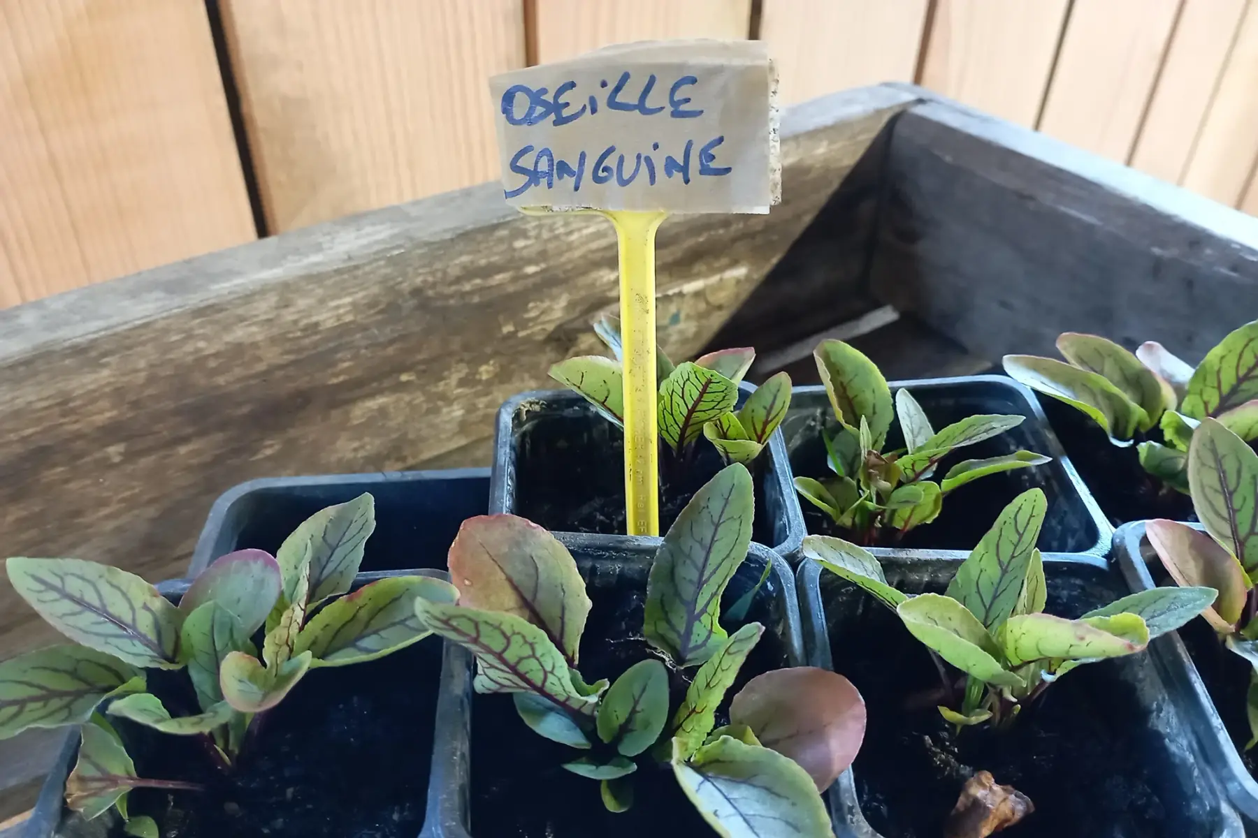 plant oseille sanguine