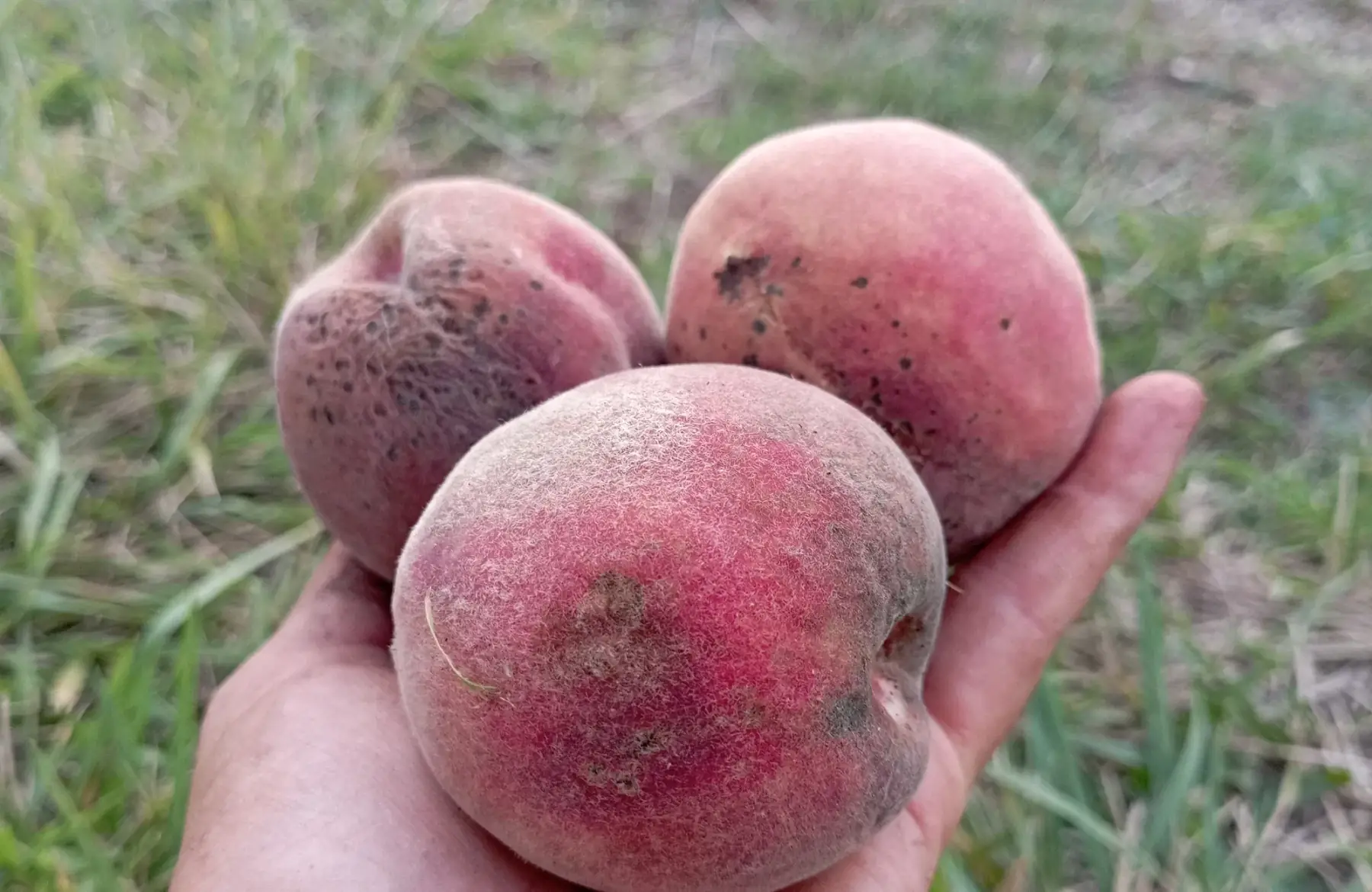 pêche de vigne en colis de 3 kg