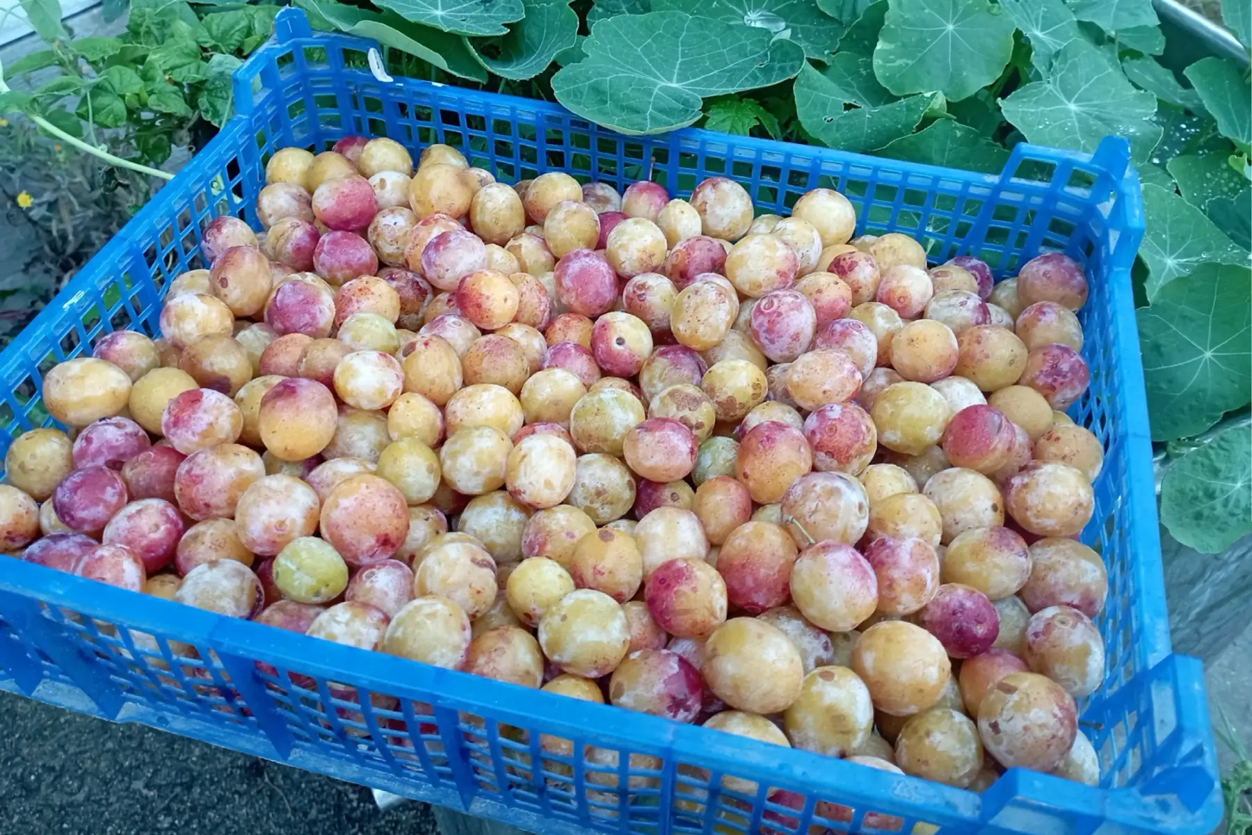 mirabelles