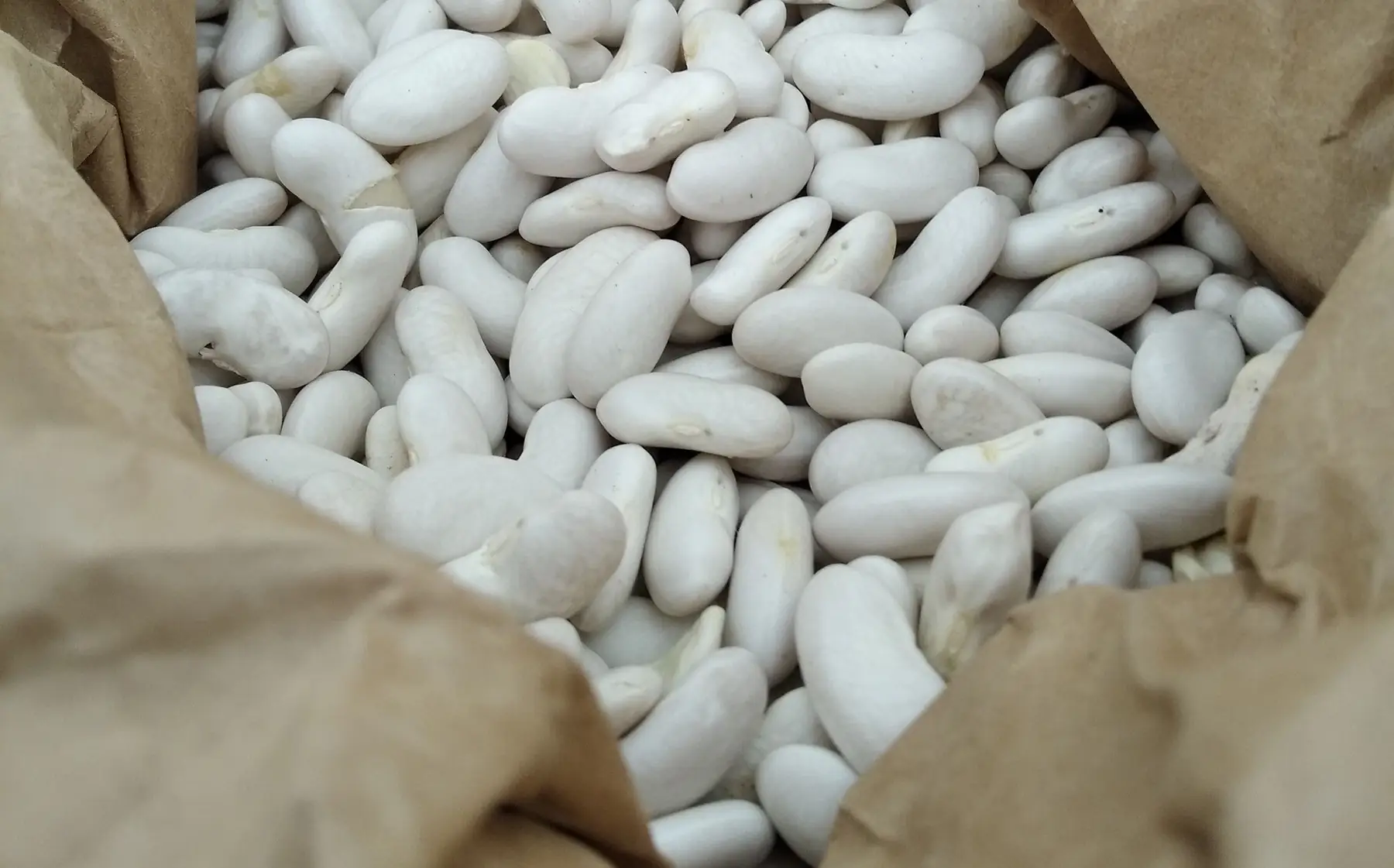 haricots blancs secs