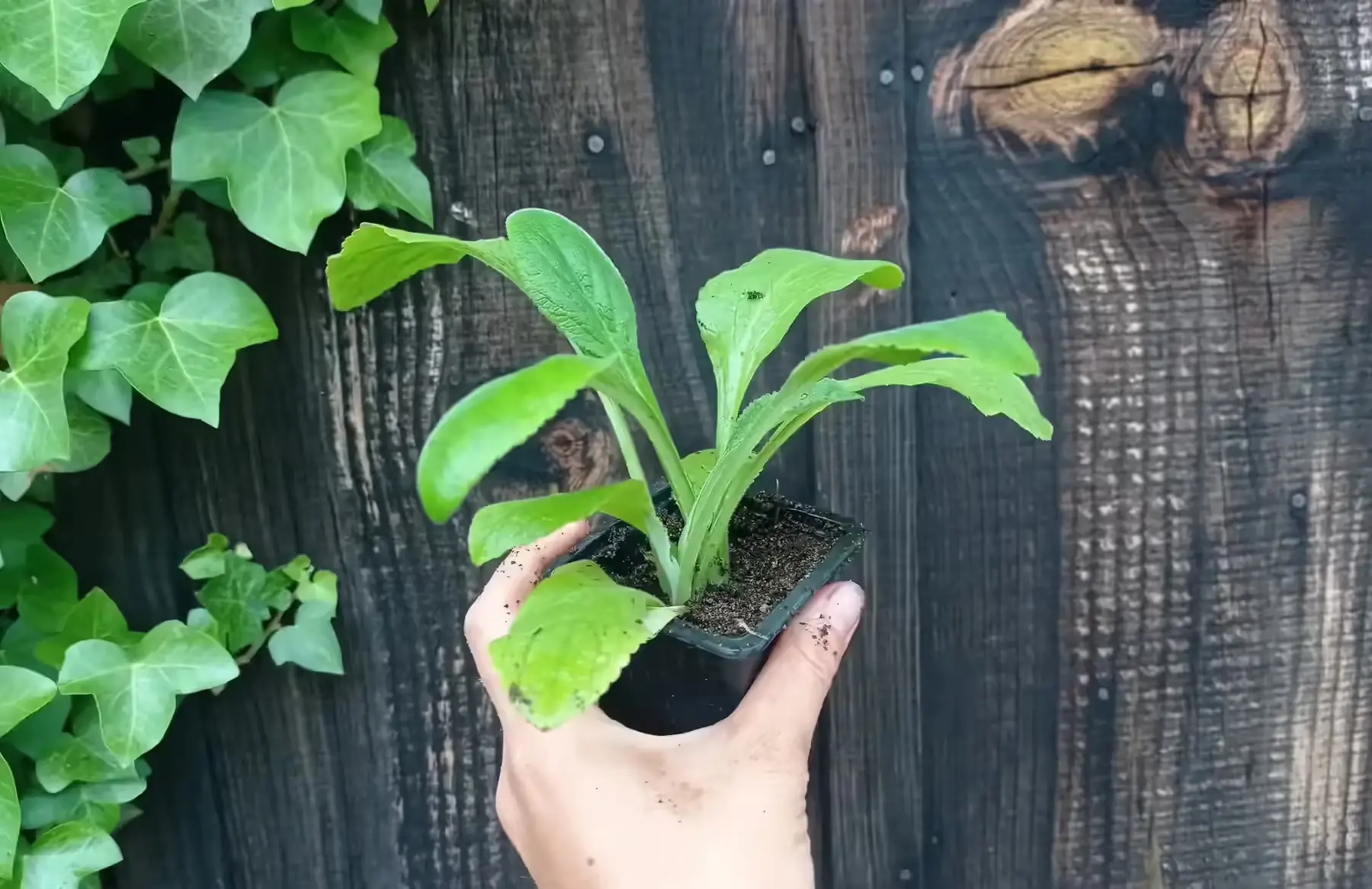 plant de fleur digitale