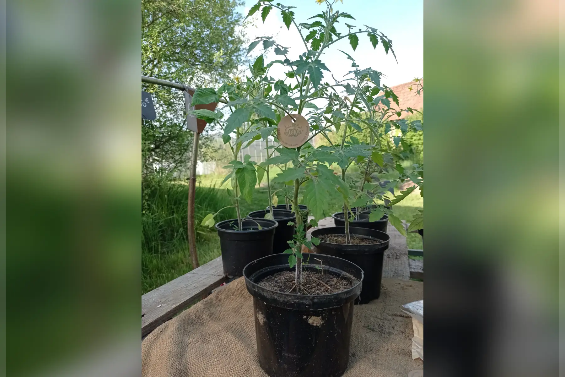 container de plant de tomates
