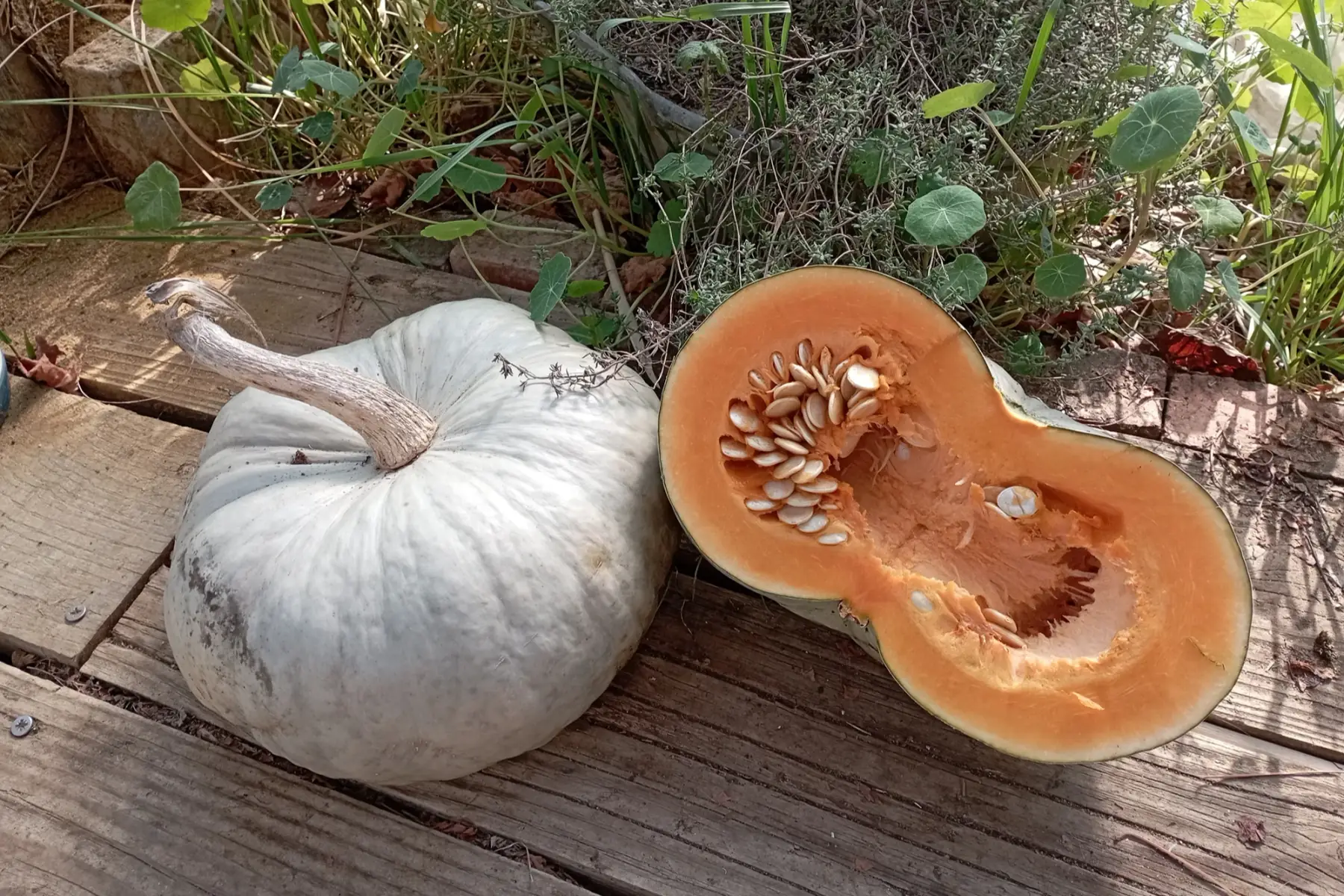 courge bleue de hongrie