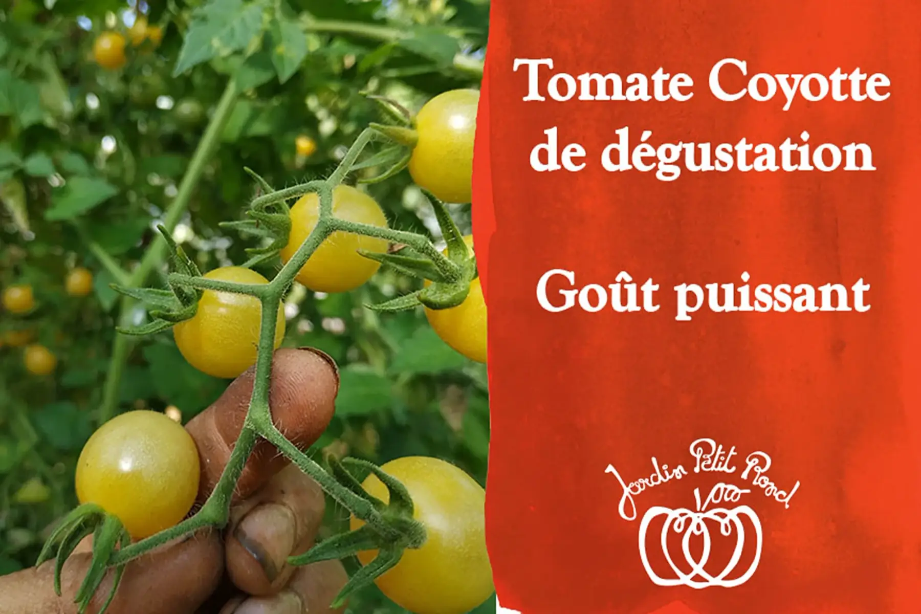 plant de tomate cerise coyote