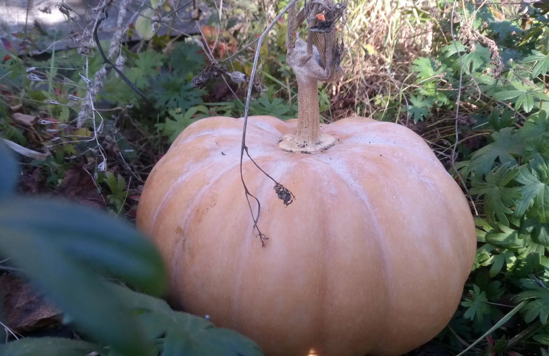 courge musquée de provence