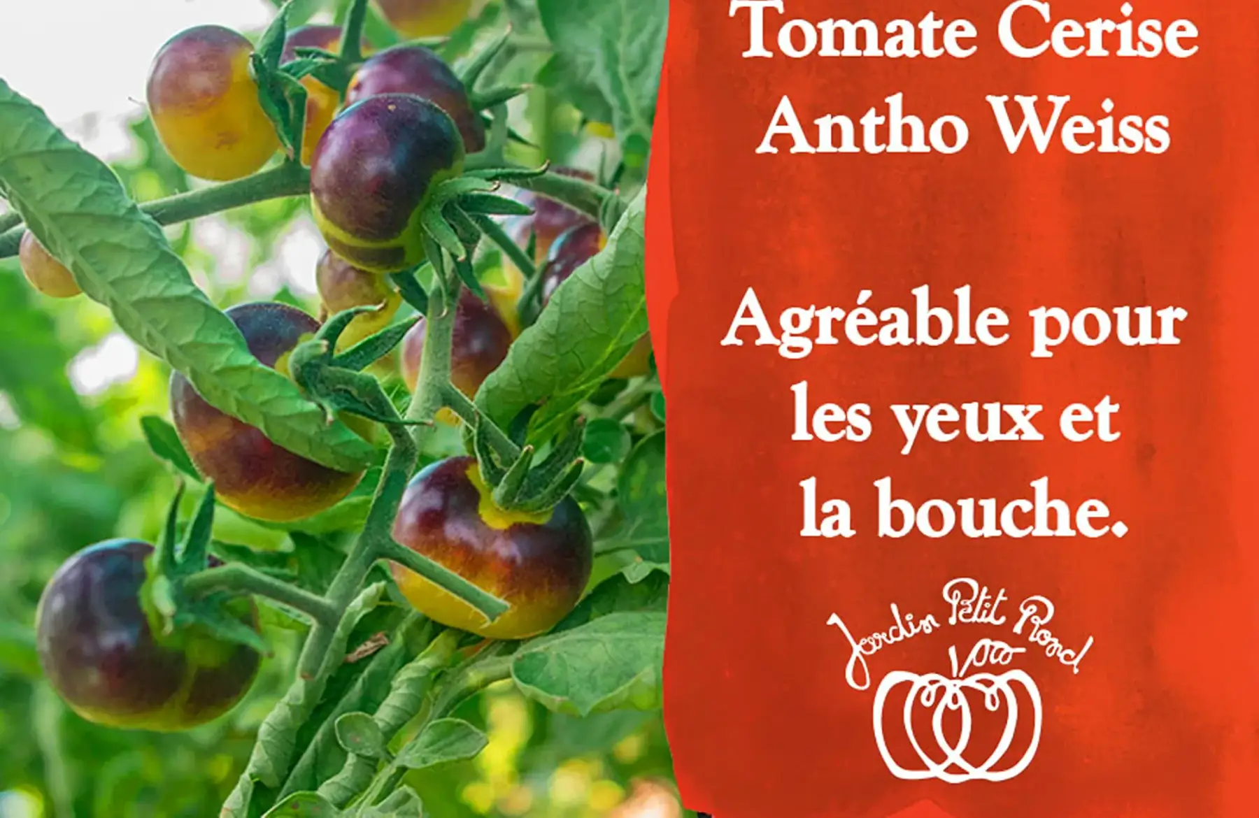plant de tomate cerise antho weiss