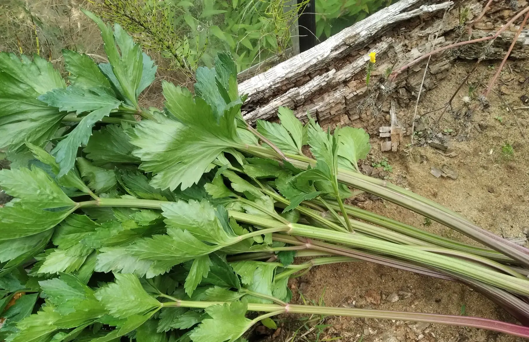 céleri branche en botte