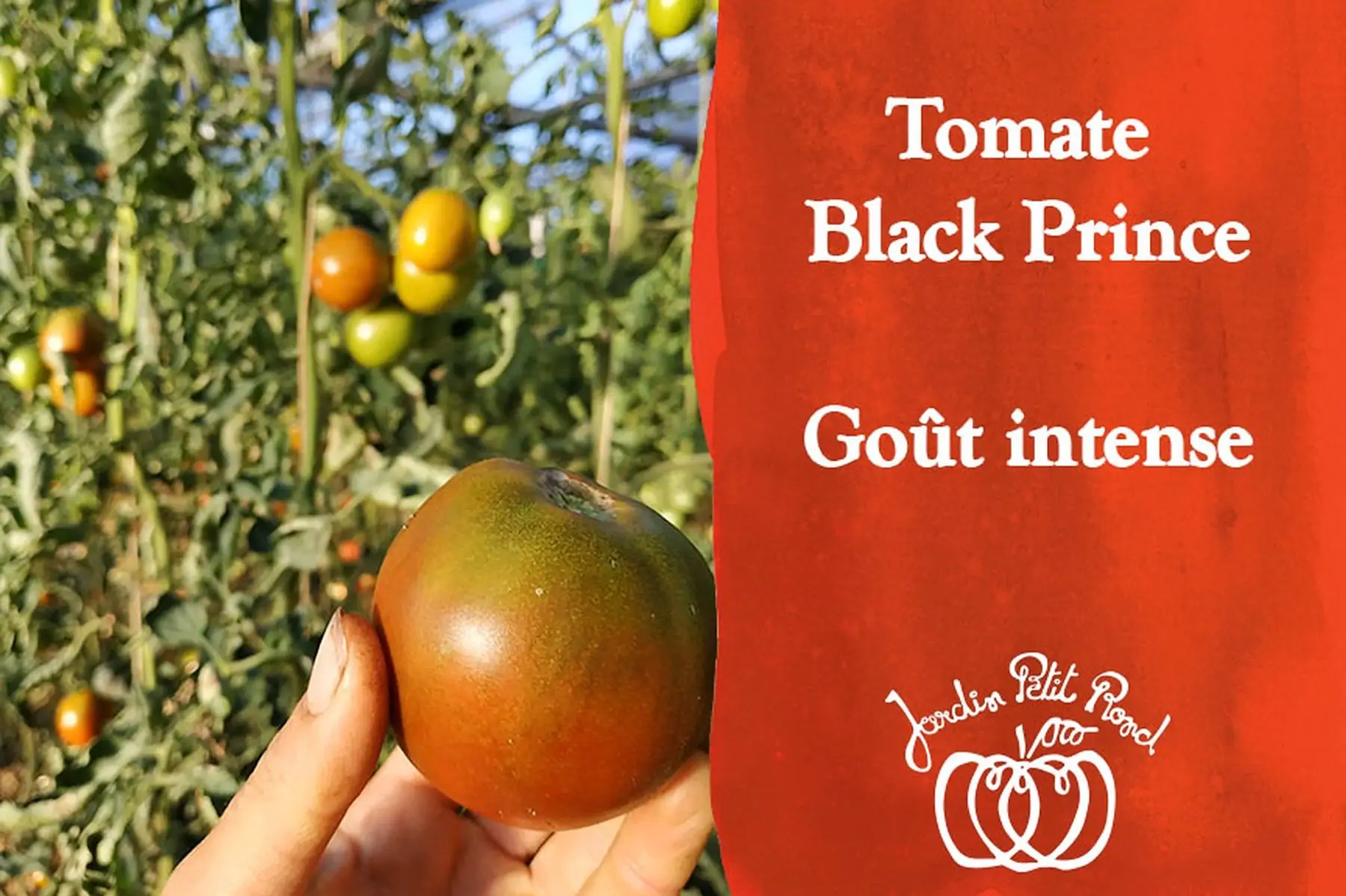 plant de tomate black prince