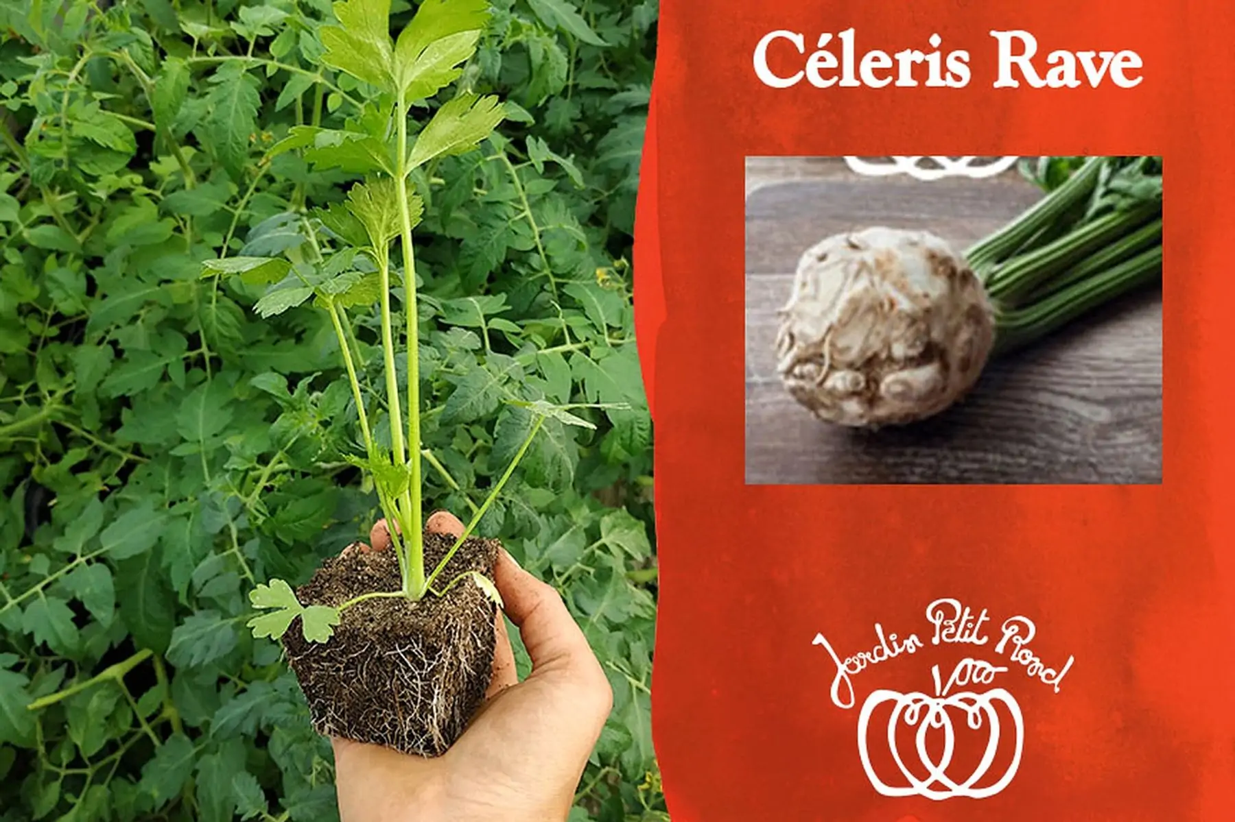 plants de céleri rave