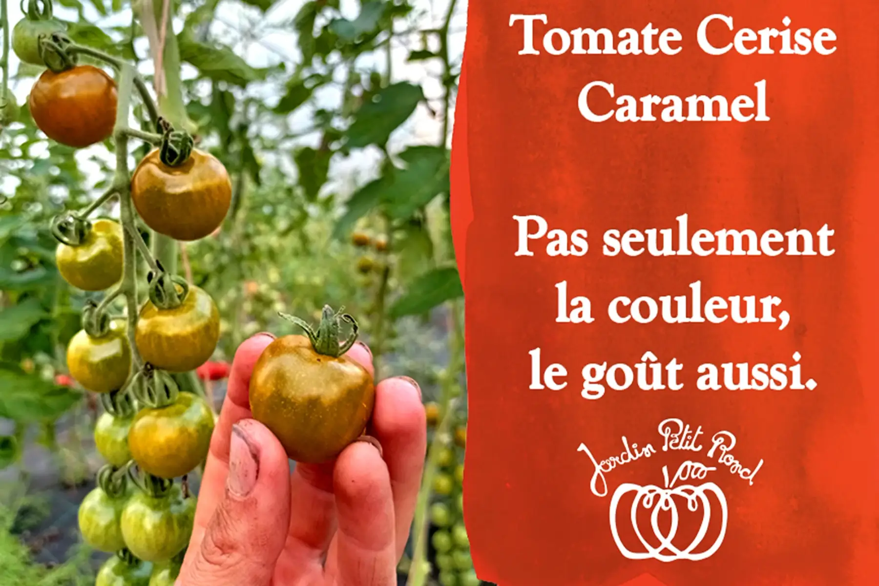 plant de tomate cerise caramel