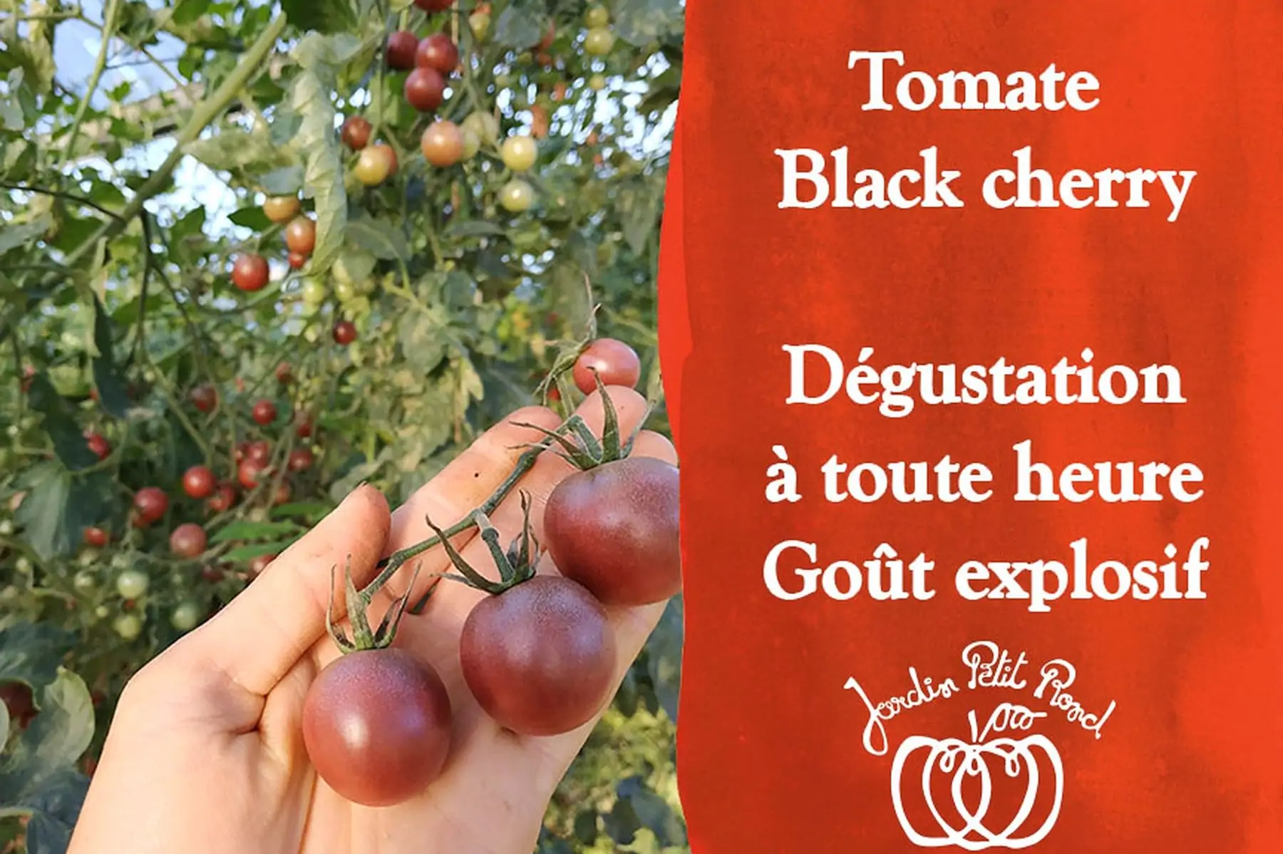 plants tomate black cherry