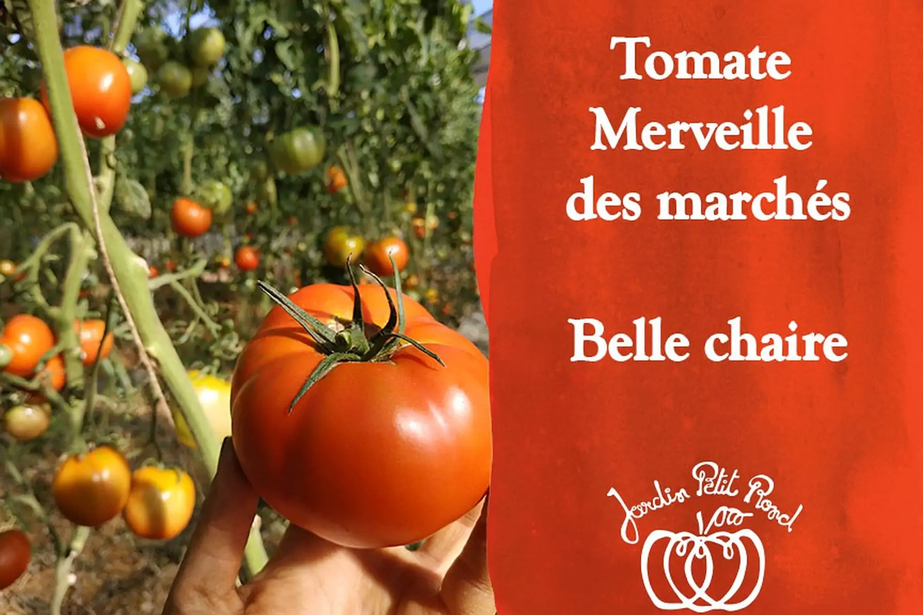plant de tomate merveille