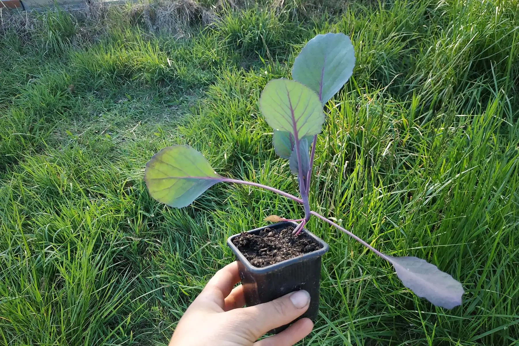 plant chou cabus rouge amarant