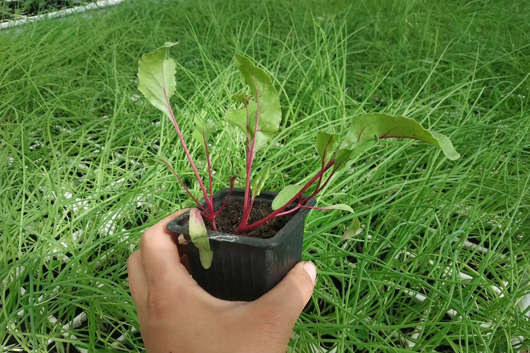 plant de betteraves x3