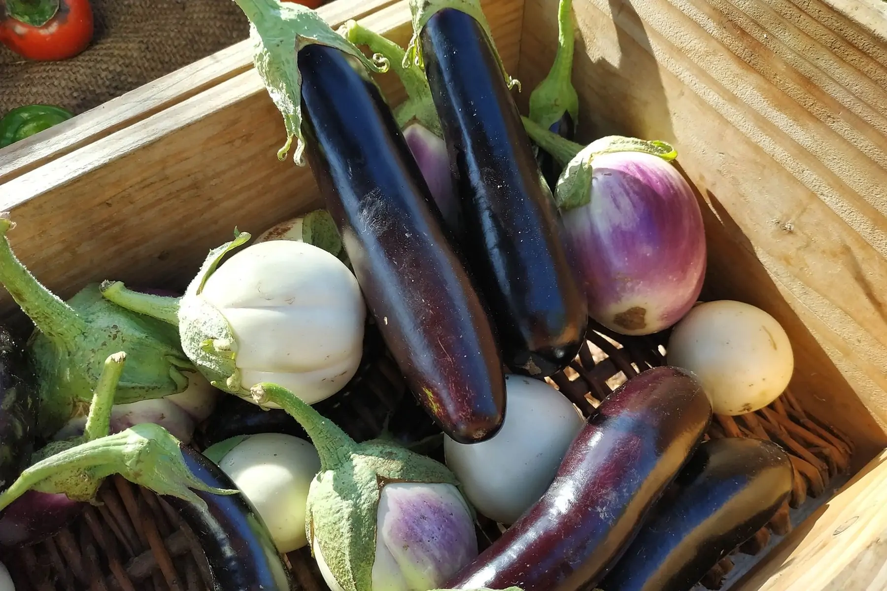 aubergine