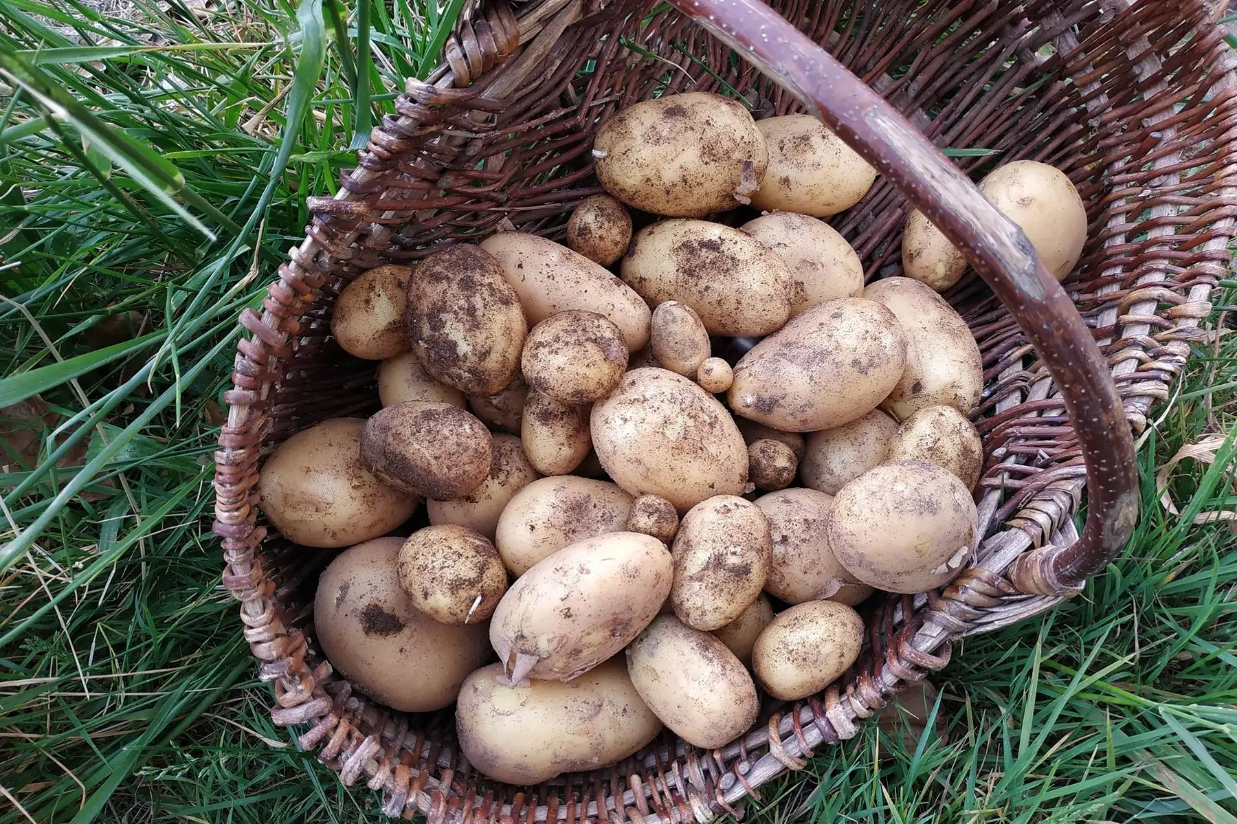 pomme de terre nouvelle