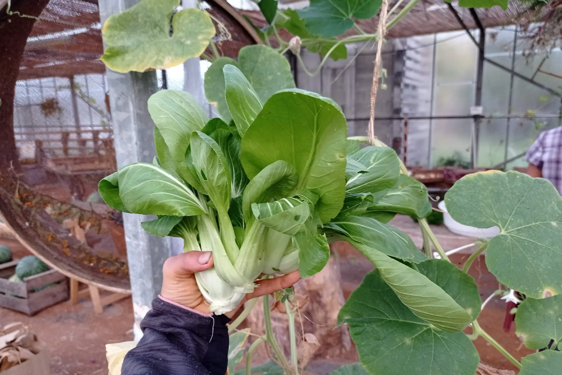 bok choï
