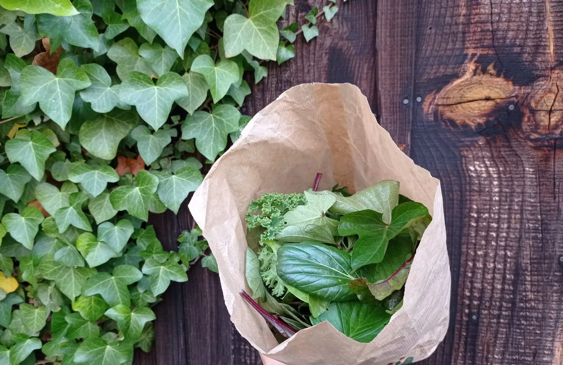 jeunes pousses à cuire