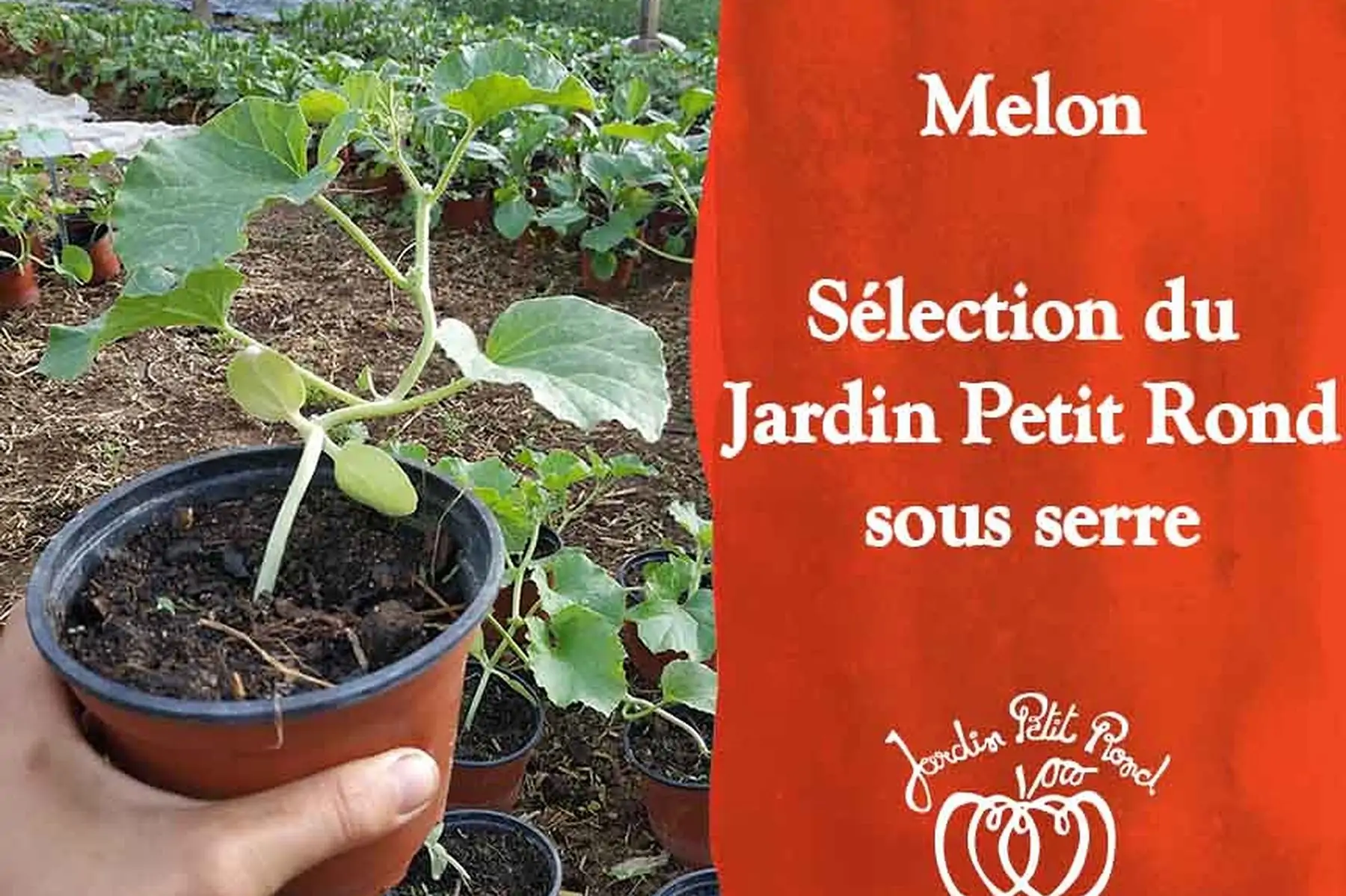 plant de melon