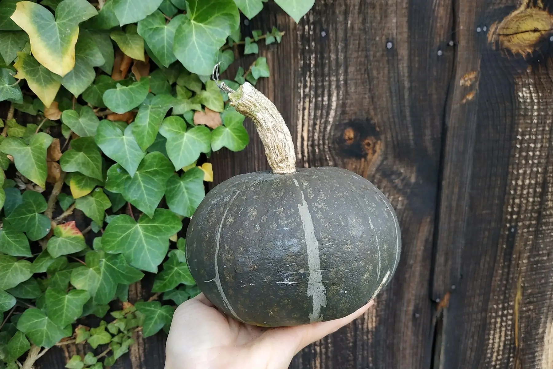 courge potimarron vert