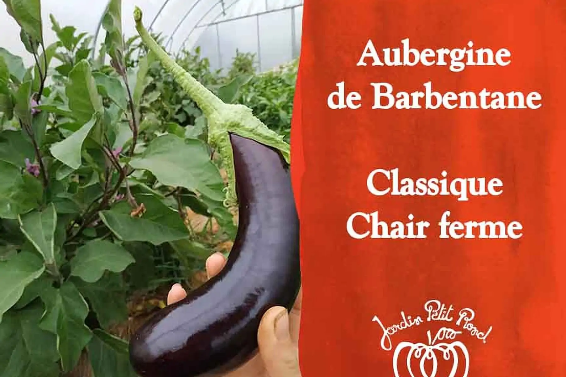 plant d'aubergine
