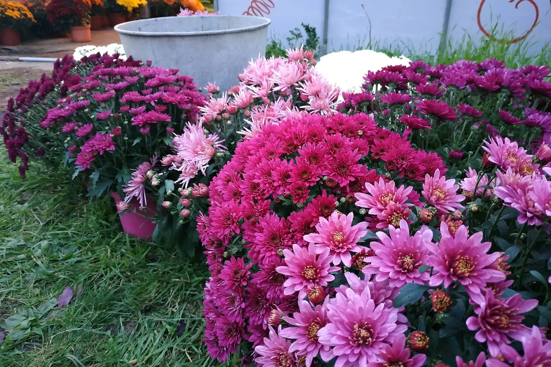 chrysanthèmes