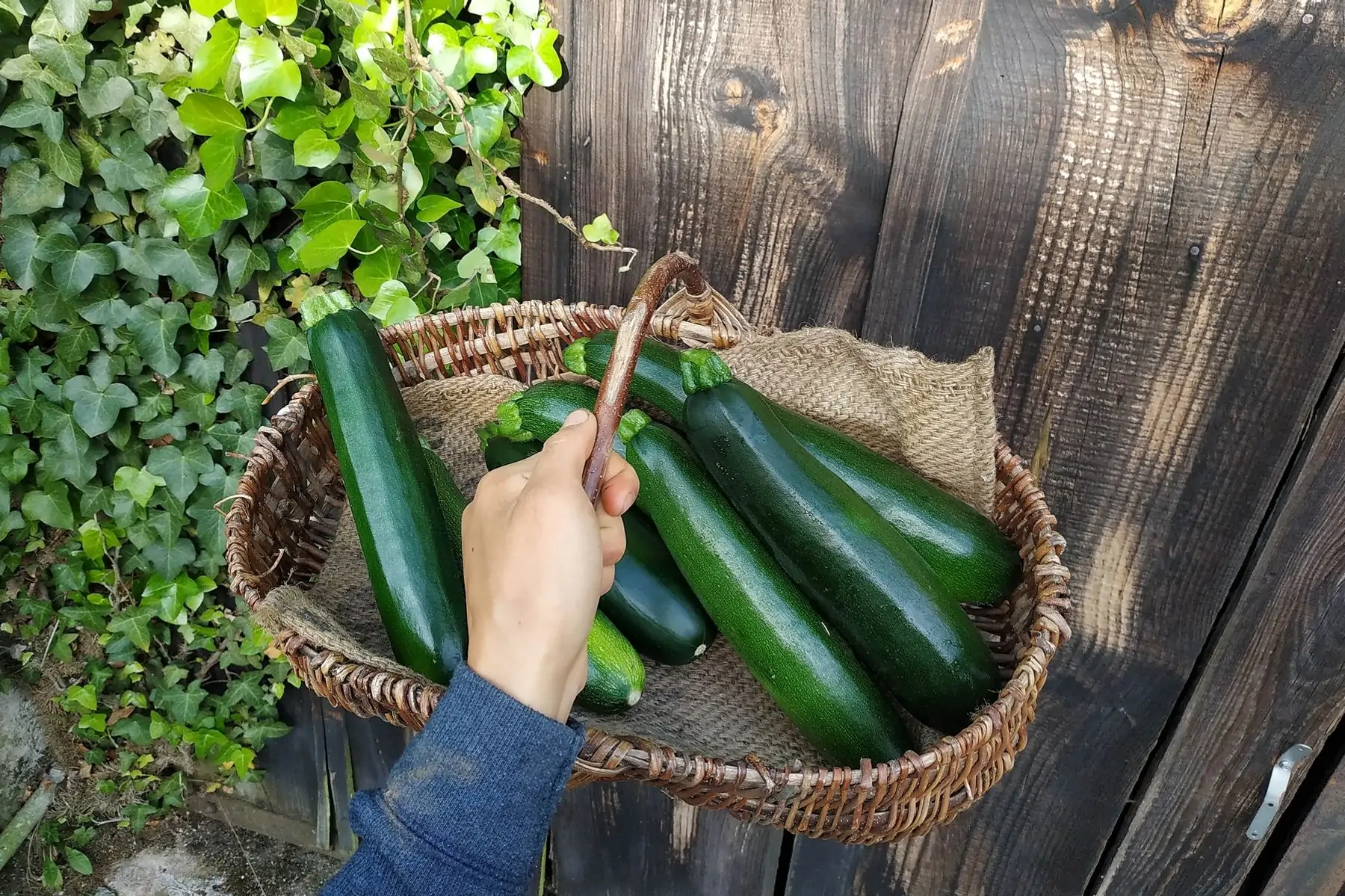 courgette