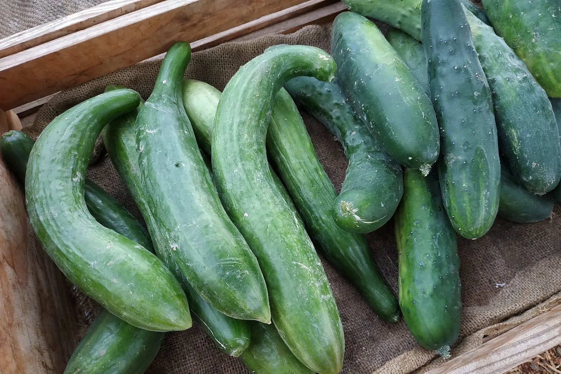 concombre variété telegraph