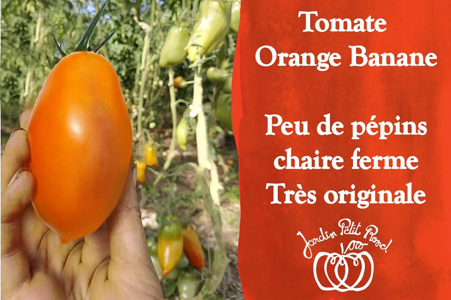 plants tomate orange banane