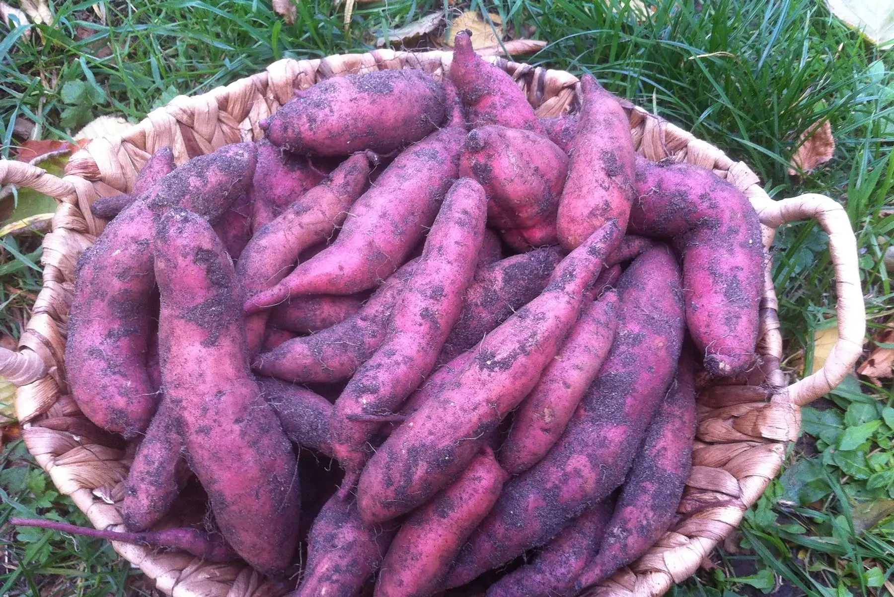 Les Jardins Voyageurs / Isabelle Perron