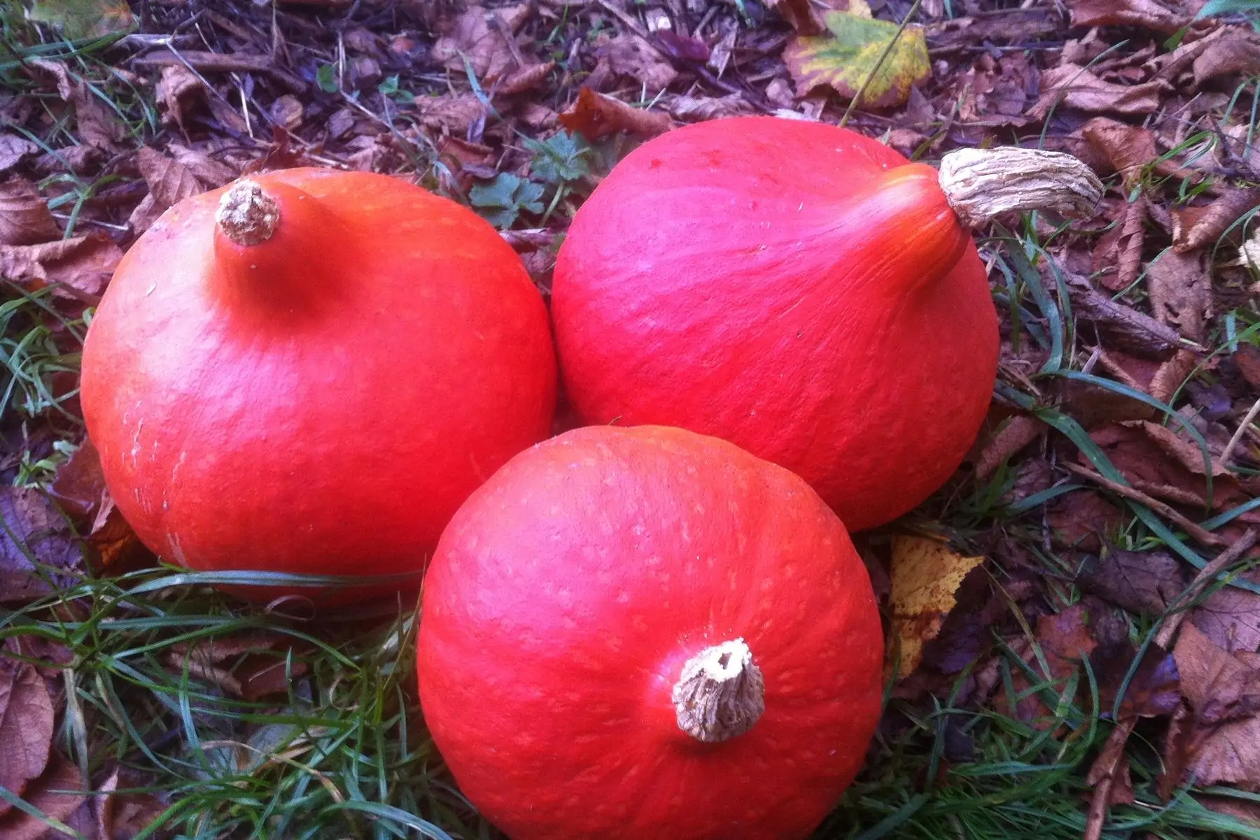 courge potimarron uchiki kuri